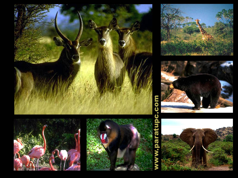 animales heterotrofos y autotrofos ejemplos